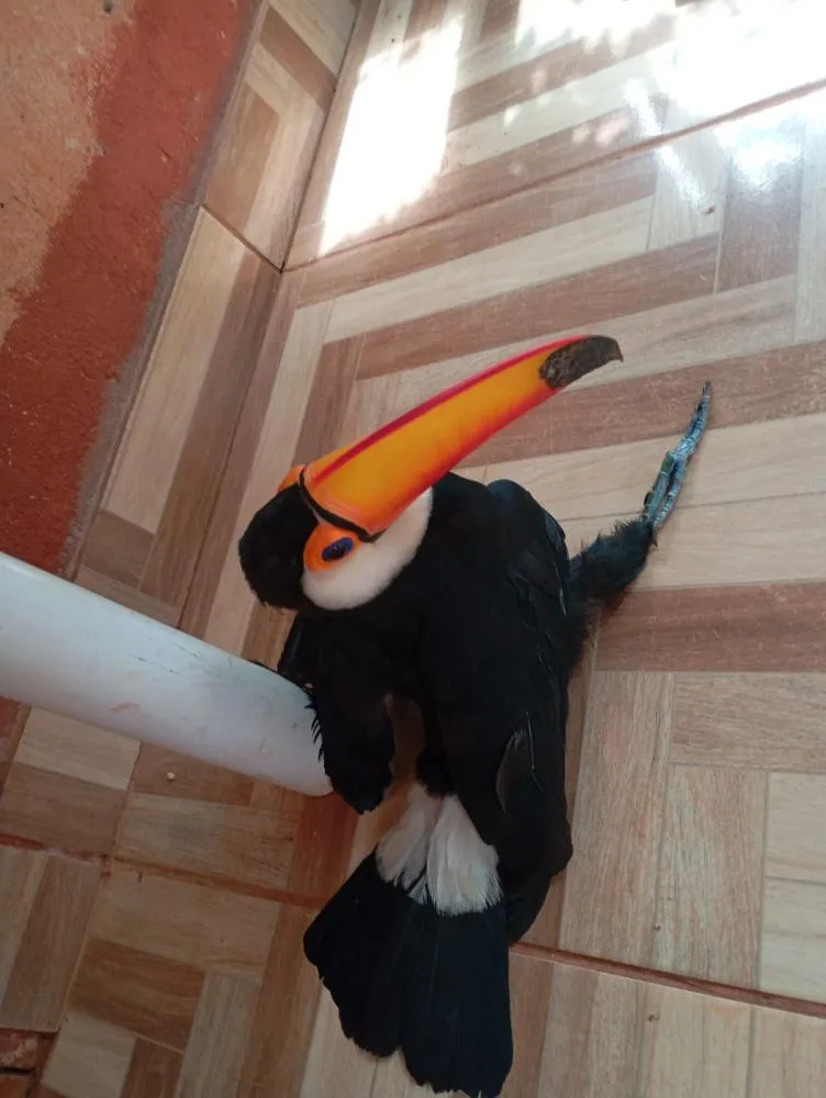 Tucano é resgatado em Altônia após ser encontrado debilitado na Vila Yara