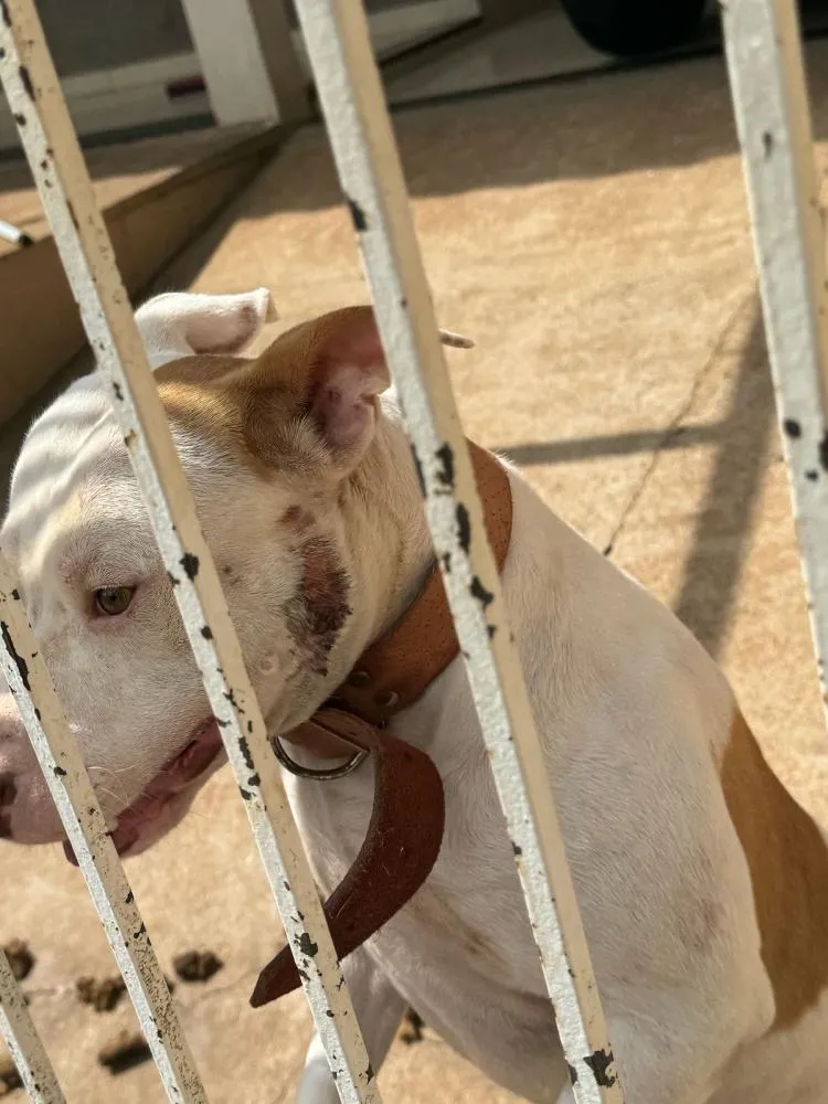 Homem é preso por maus-tratos a animais em Iporã
