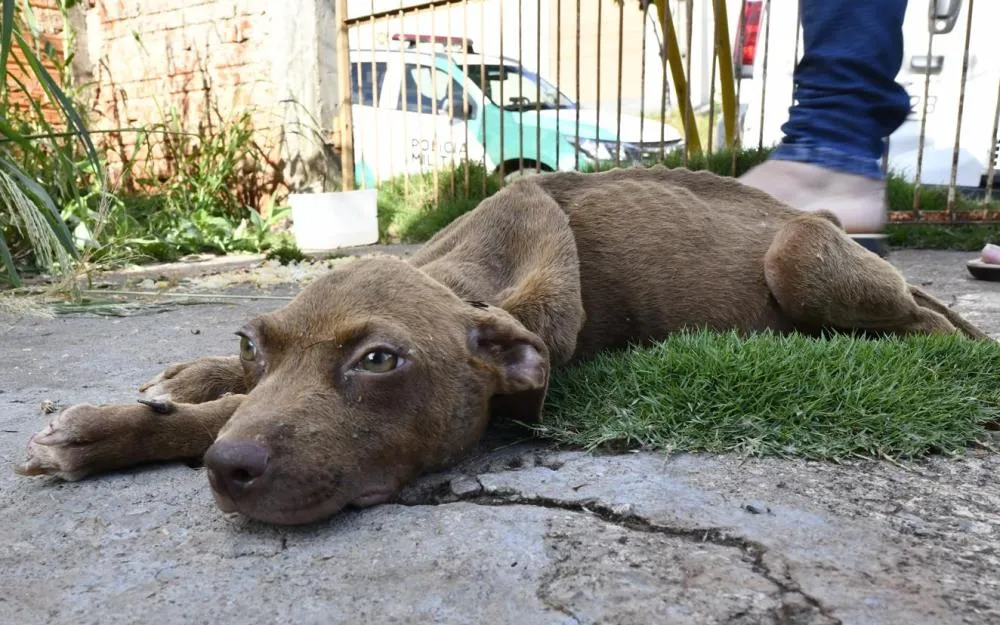 Polícia Ambiental resgata cães em situação de maus-tratos em Umuarama