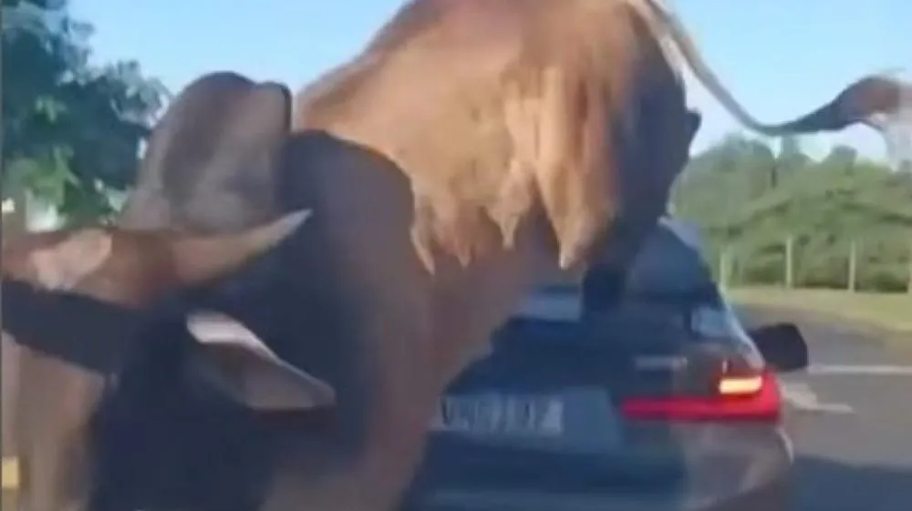 Vídeo: Touro solto atinge BMW no interior de São Paulo