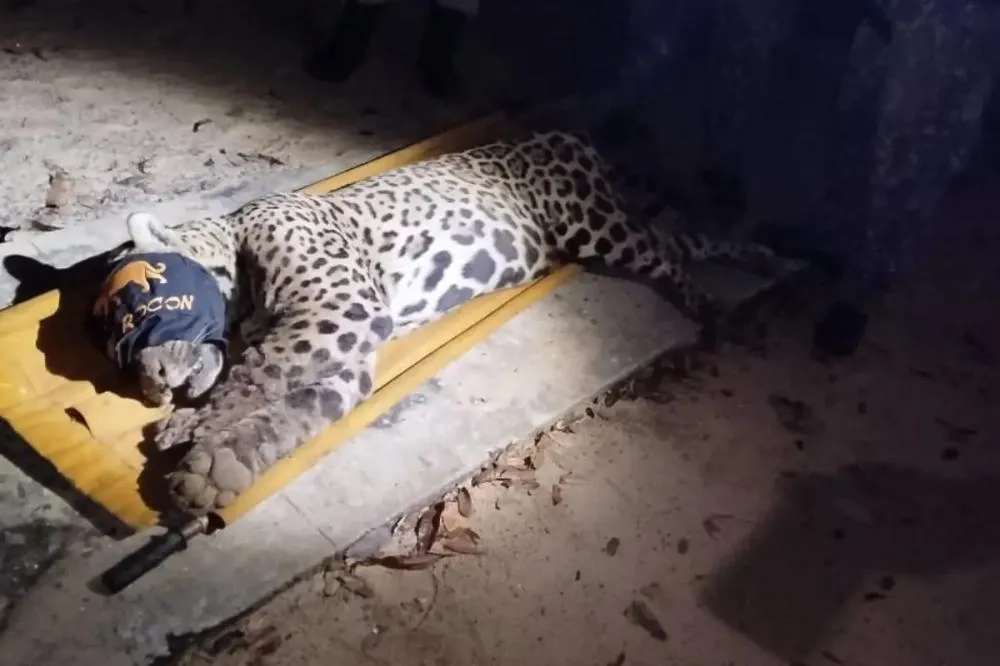 Onça-pintada responsável por ataque fatal ao pantaneiro Jorginho é capturada e levada para reabilitação