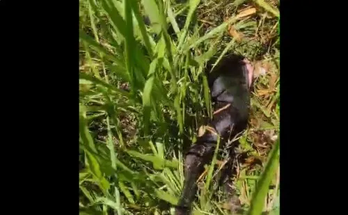 Onça mata ovelha, arrasta, come parte e esconde carcaça em Goioerê