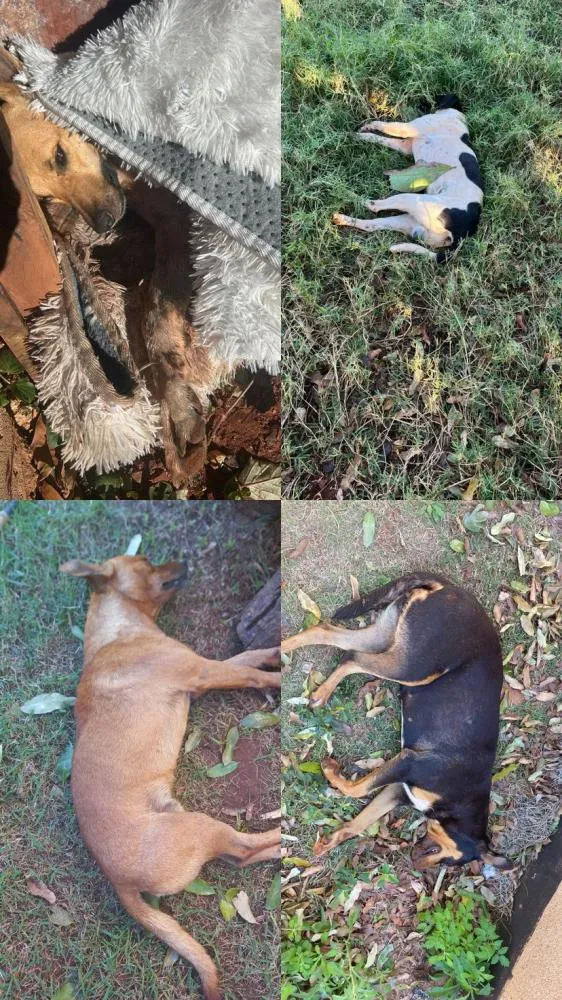 Quatro cães de rua morrem envenenados no Jardim Belo Horizonte