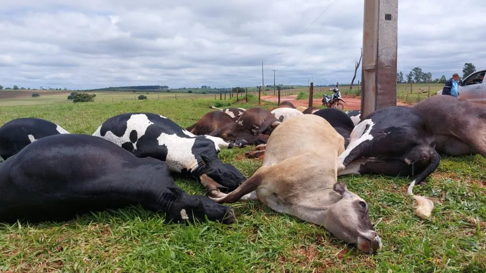 Rompimento de cabo de energia elétrica mata 19 vacas em Altônia