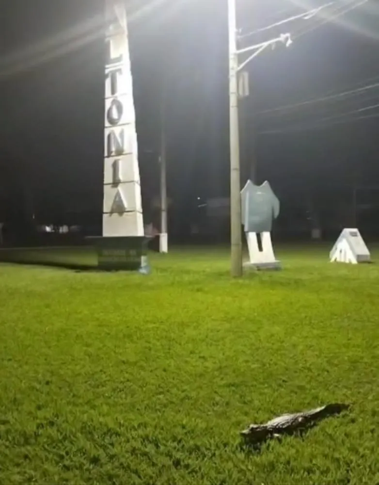 Jacaré dá rolê na Praça do Obelisco e vira “celebridade” em Altônia