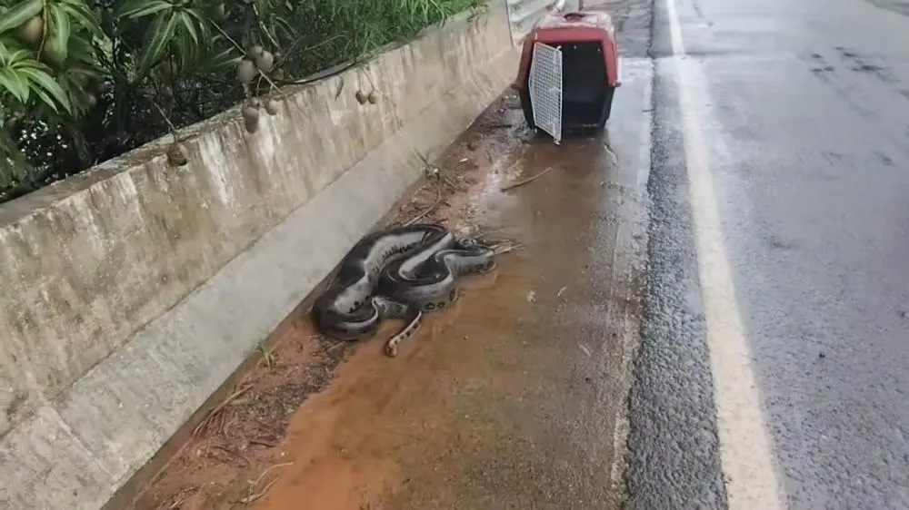 Sucuri é capturada com segurança após ser flagrada em ponte entre Altônia e São Jorge