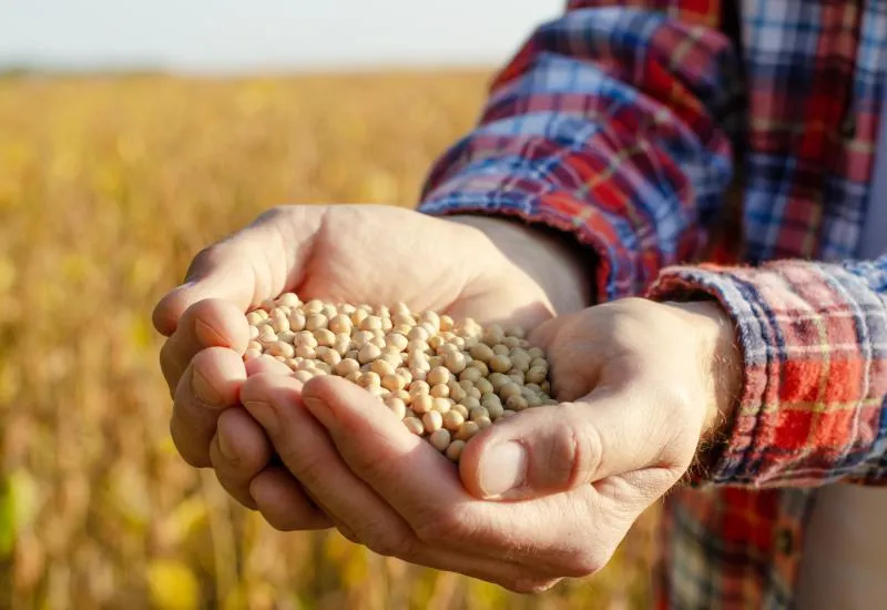 Nova lei reduz incentivos fiscais federais e pode elevar custos para produtores rurais a partir de 2026