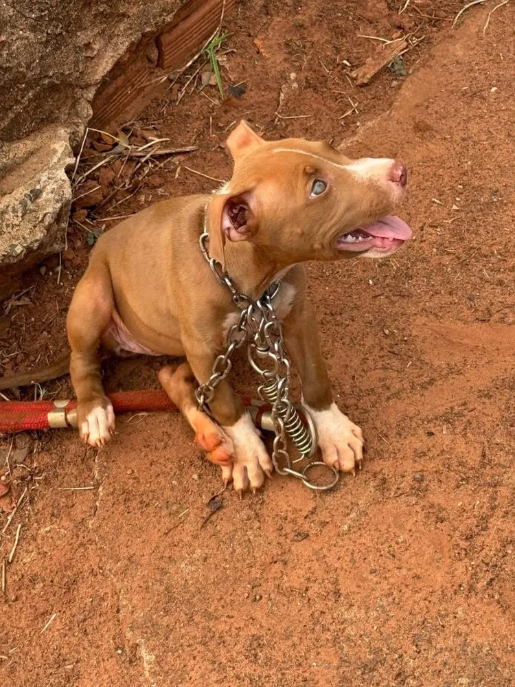 Polícia Civil de Iporã prende indivíduo por maus-tratos a animais; dois cães foram resgatados em situação de negligência