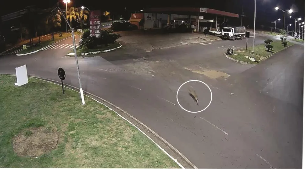 Onça é vista correndo pelas ruas de Pérola e assusta moradores